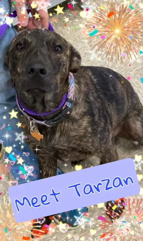 Tarzan photo 2