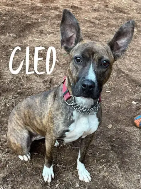 Cleo