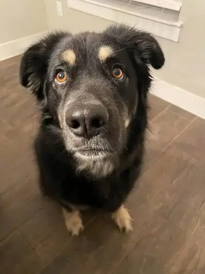 Oliver