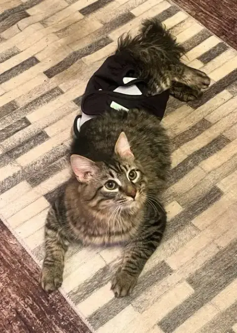 Scooter Young Special Needs Kitty