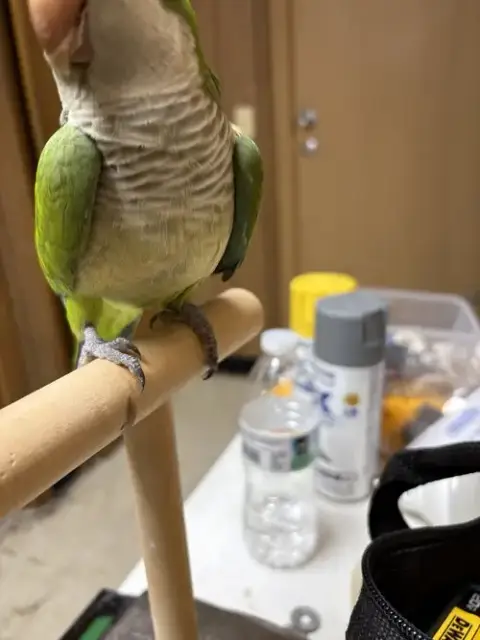 Kiwi