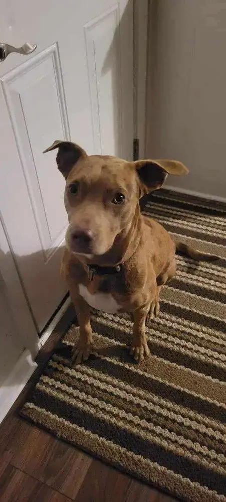 Ripley