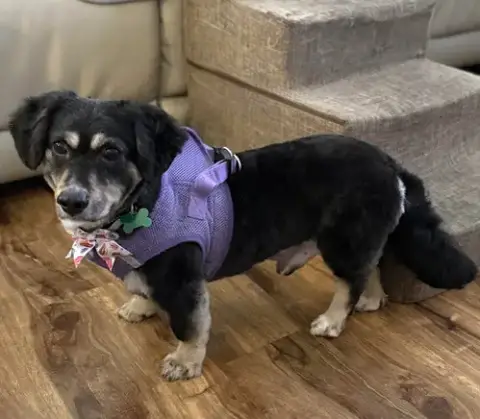 Liam *Adoption Pending*