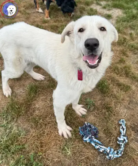 Olaf photo 2