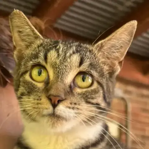 Tabby Abby photo 3