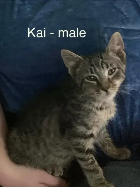 Kai photo 3