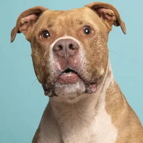 Caine