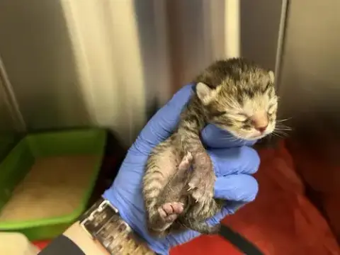 (Nursing)