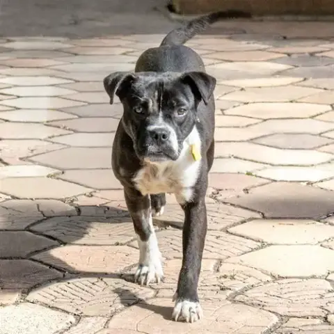 Perdita