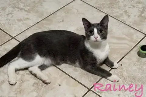 Rainey