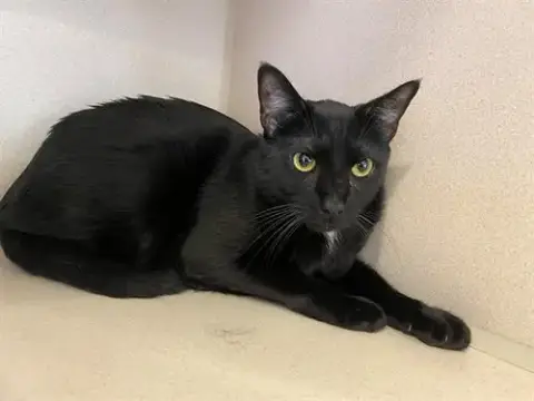 Binx