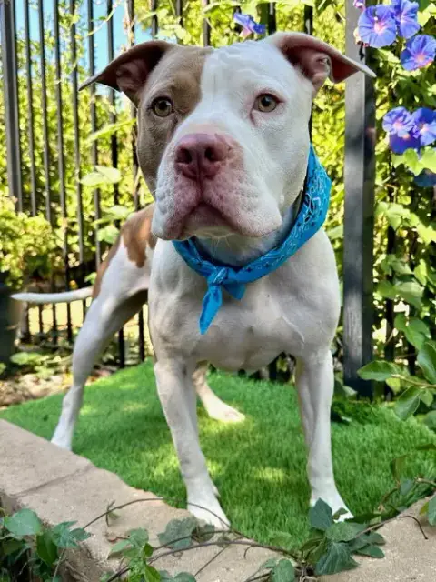 Ziggy photo 3