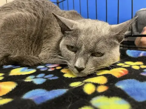 Suzie