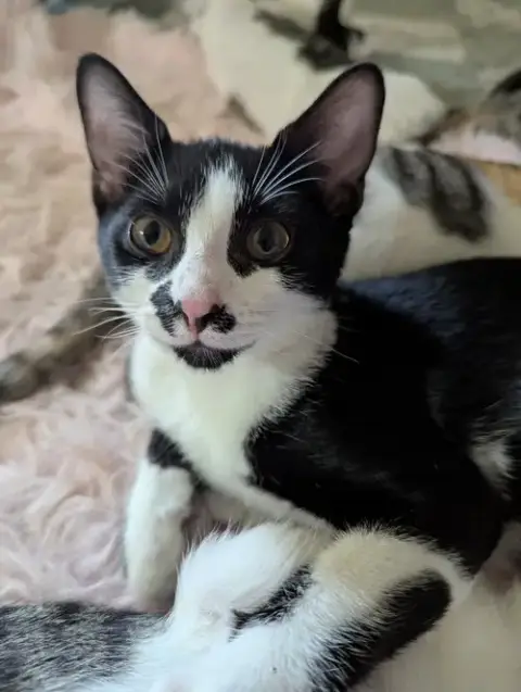 Oreo photo 2