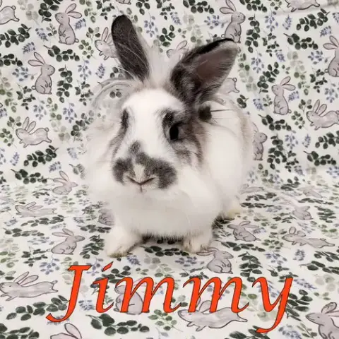 Jimmy