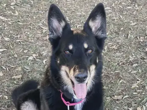 Trixie