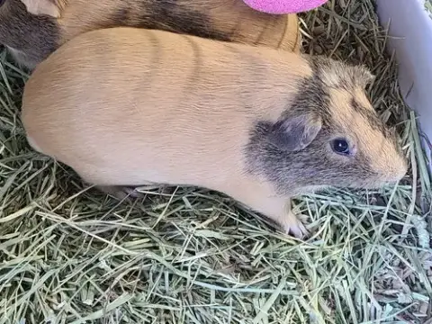 Edgar