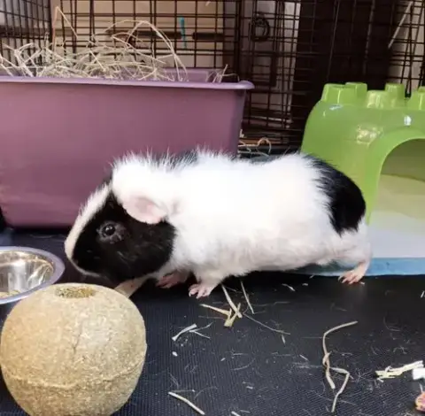 Oreo ⭐️