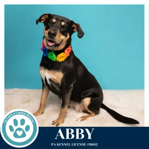 Abby photo 4