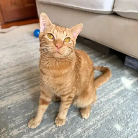 Igor