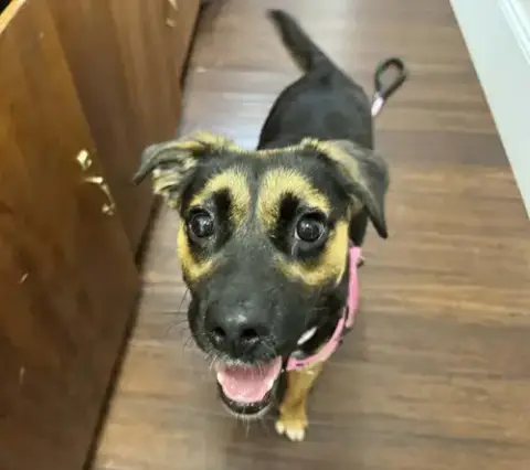 Hallie