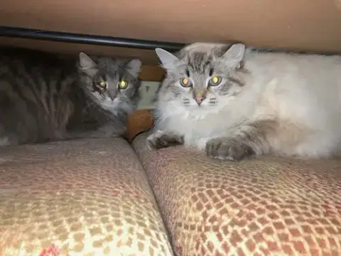 Lacey Bonded With Lance photo 2