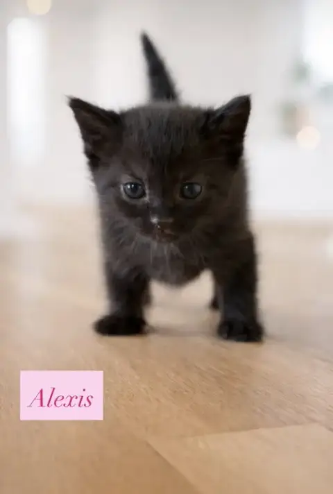 Alexis