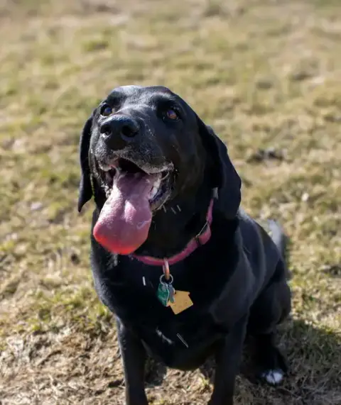 Lucy