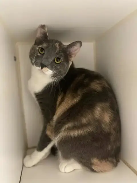 Frankie