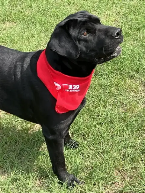 Drax