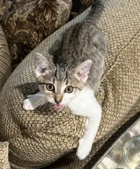 Toby photo 2