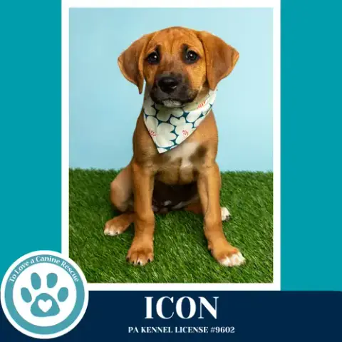 Icon