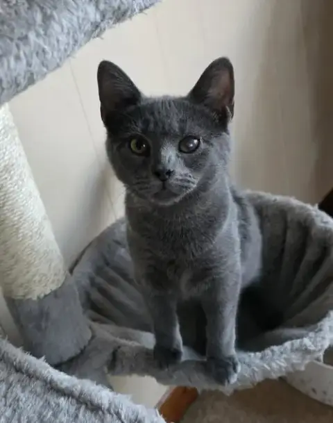 Enzo