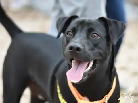 Zeke photo 3