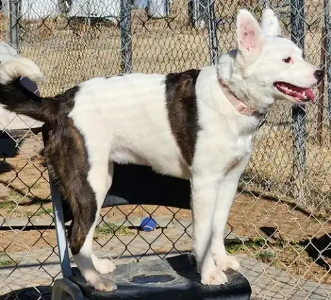 Luna photo 2