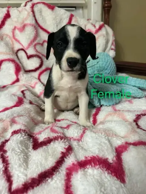 Clover