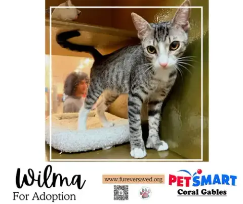 Wilma photo 5