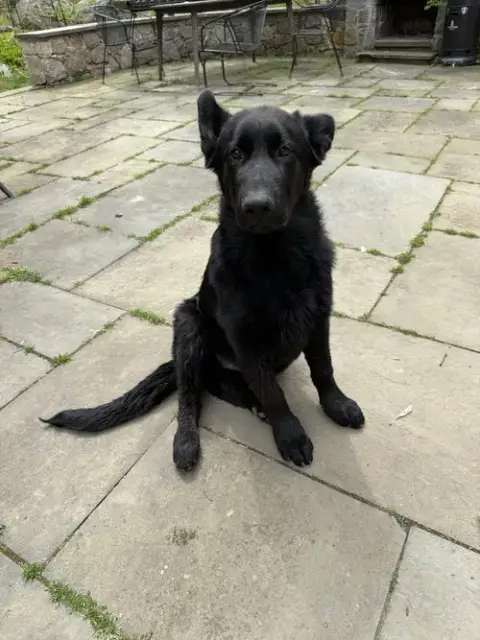 Rufus