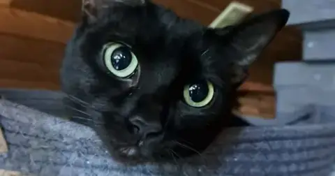 Trixie