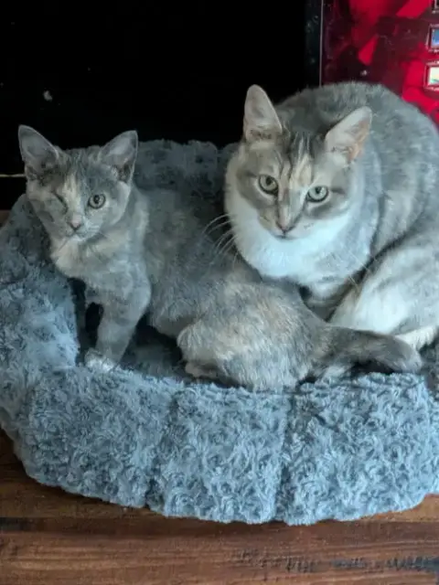 Momma Tortilla photo 4