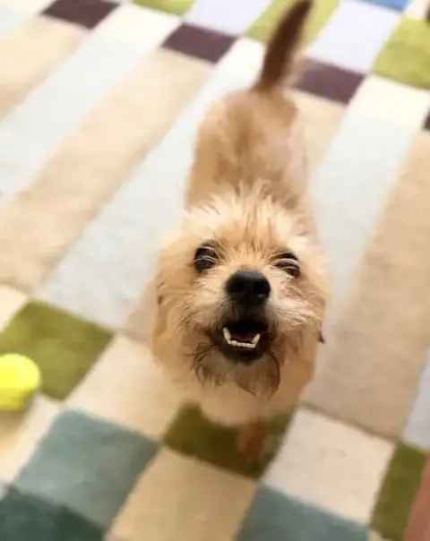 Suki