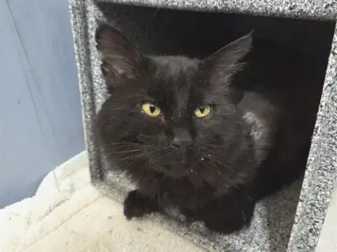 Bagheera