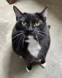 Penny