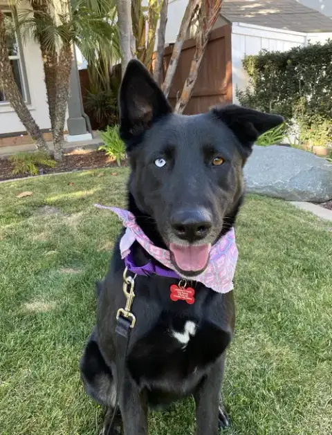 Kira photo 3
