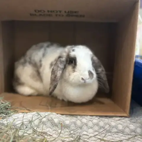Sprinkles