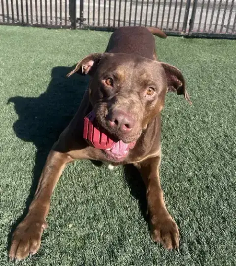 Chopo-$75 Adoption Fee! Diamond Dog! photo 2