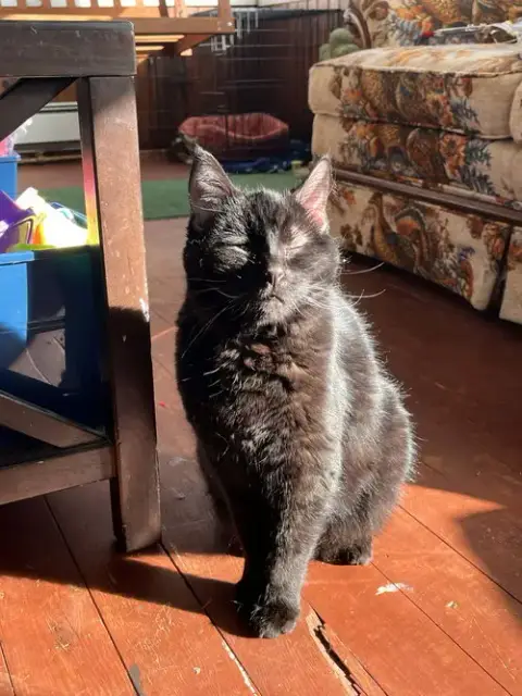 Nova