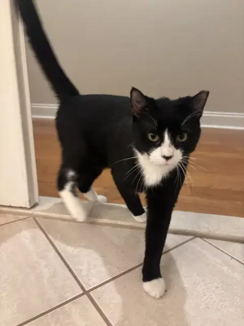 Tuxie photo 2