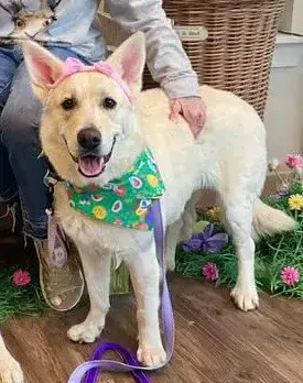 Barkus photo 4