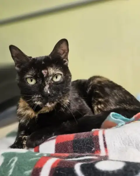 Lola At Petsmart Rochester photo 2